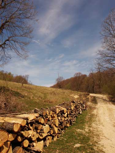 Foto Privind un arbore (c) Petru Goja